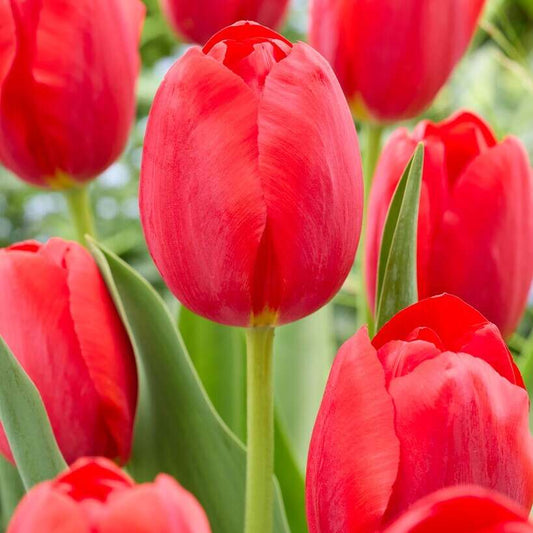 Red Lily Seeds, Suitable for Indoor or Outdoor Planting (100 Seeds)