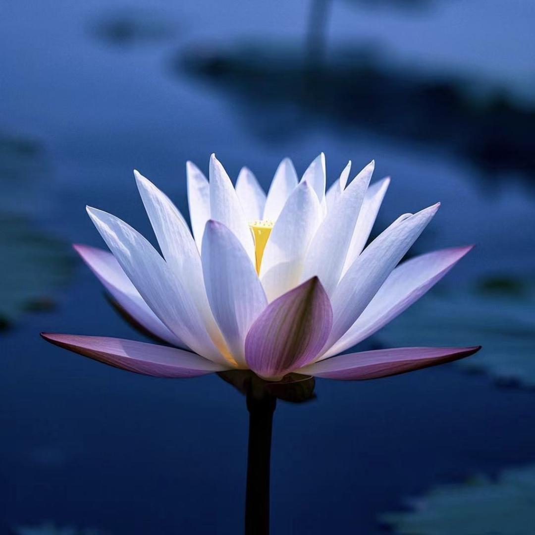 11pcs Lotus Seeds for Courtyard Water Feature Pond Water Tank Aquatic Plants Indoor & Outdoor Aquatic Garden Home Gardening