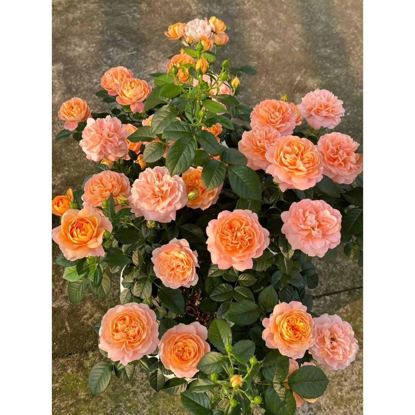 Premium Orange Juice Balcony Rose Established Seedling (Not Seed!)
