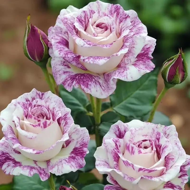 Premium Striped Rose Cuttings (Not Seeds!) Early Blooming & High Yield!