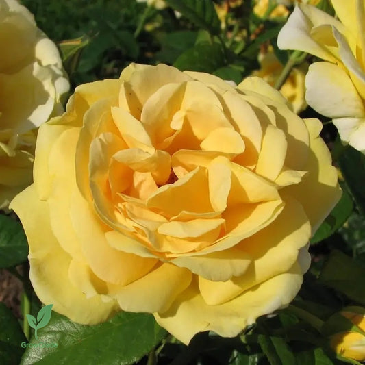 2 Michelangelo rose seedlings | Fragrant yellow roses, easy to grow from the roots
