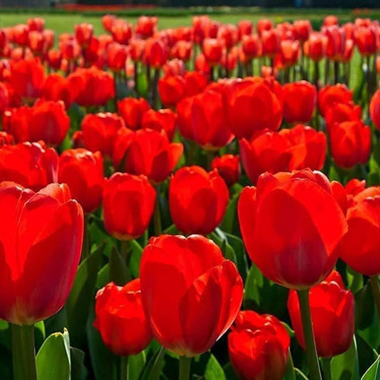 Red Lily Seeds, Suitable for Indoor or Outdoor Planting (100 Seeds)