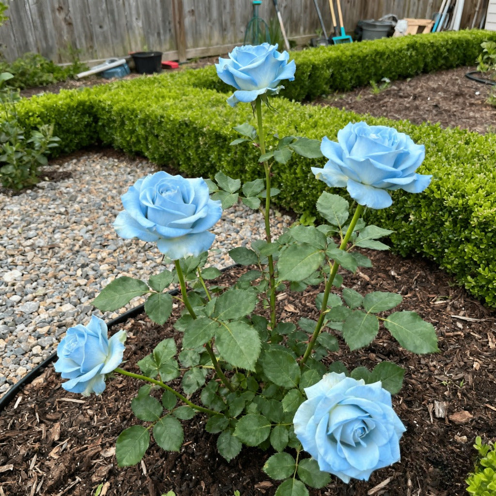 The survival rate of high-quality pink rose seedlings, a special variety for family gardens