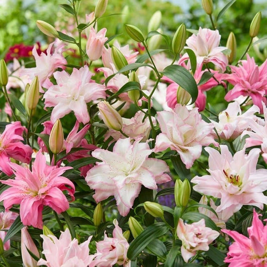 Mixed Double Oriental Lilies 100 Seeds - Pleasant Aroma Easy To Plant In All Seasons Add Color To Home Garden