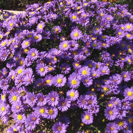 High Germination Plant Hydrangea Ground - Perennial Chrysanthemum Seeds Planting Flowers Non-GMO Family Treasures