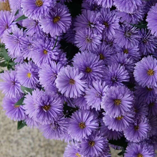 High Germination Plant Hydrangea Ground - Perennial Chrysanthemum Seeds Planting Flowers Non-GMO Family Treasures