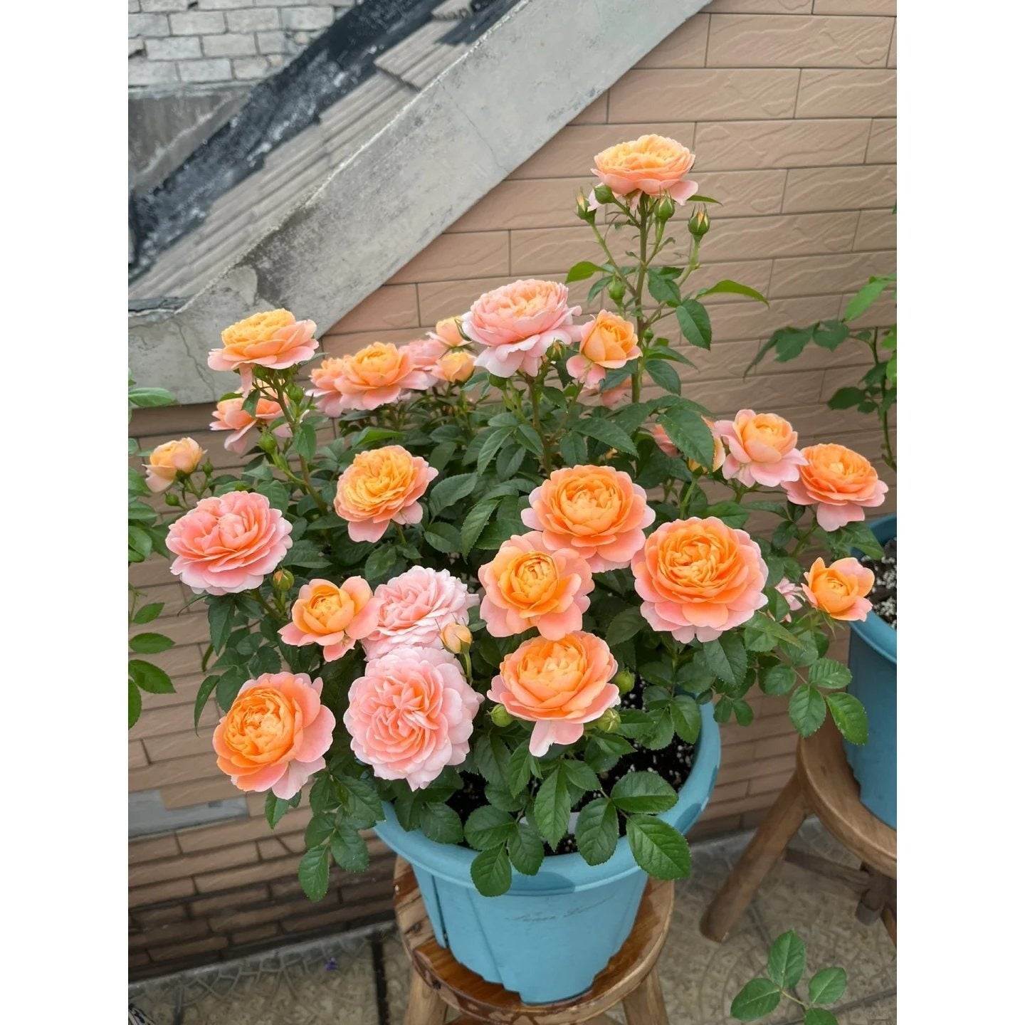 Premium Orange Juice Balcony Rose Established Seedling (Not Seed!)