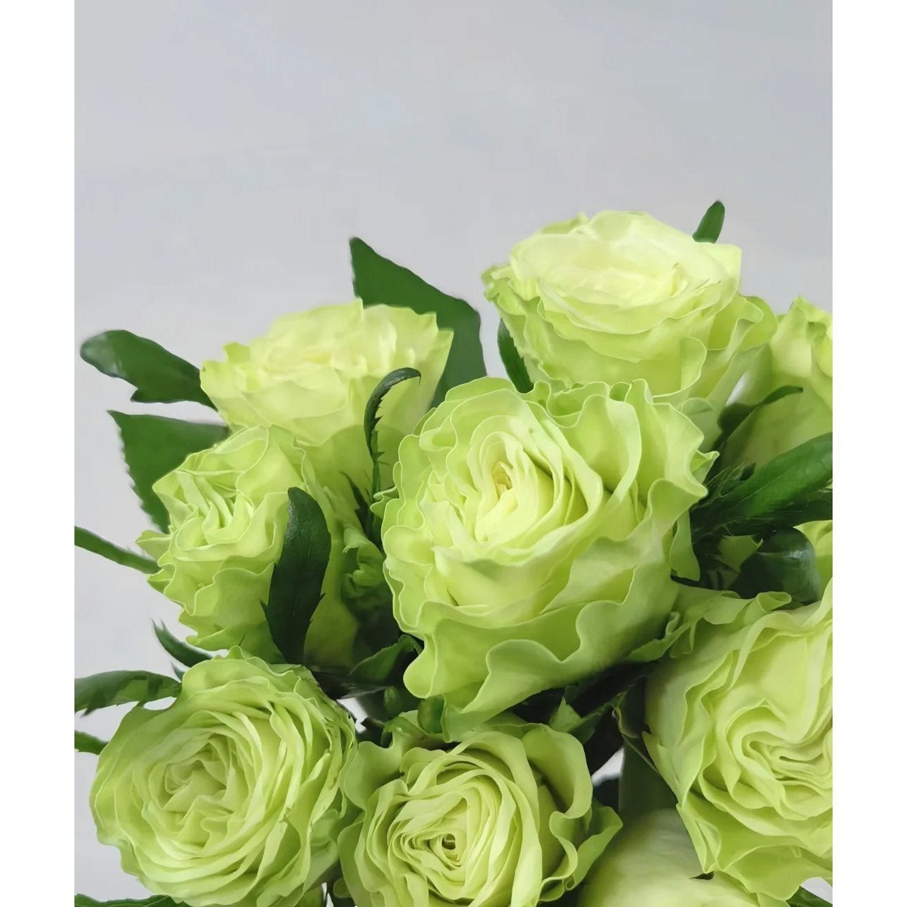 1 Old-Stock Seedling of Scottish Green Rose, Ideal for Garden Landscaping