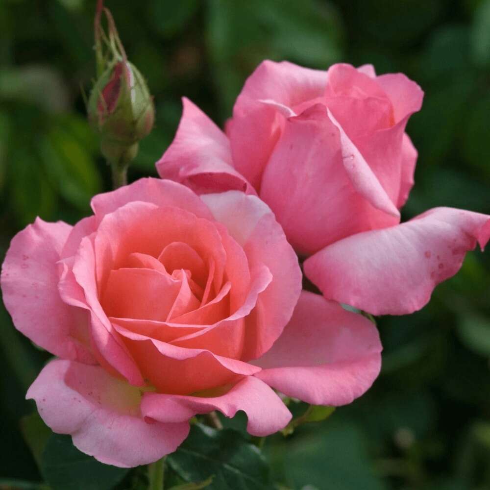 Neekseed garden- Sowing 100 Pink Rose - Easy to Plant Maintain